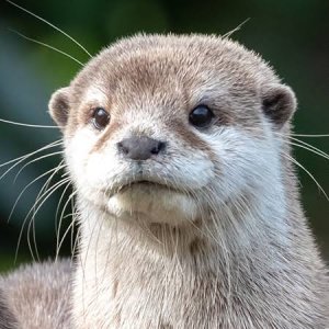loutre_2.jpeg