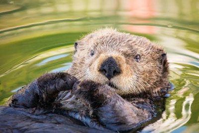 loutre_1.jpeg