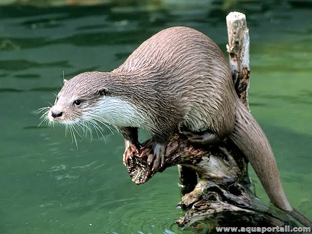 
Lien vers: https://www.aquaportail.com/dictionnaire/definition/677/loutre